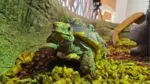 Maxine the red-footed tortoise hangs out in her enclosure at Hidden Oaks Nature Center in Bolingbrook.