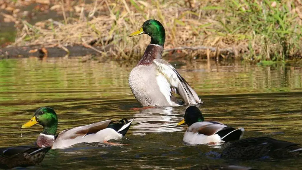 Picture of mallards in a river
