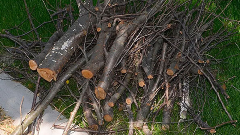 Pile of branches on curbside for bulk brush collection