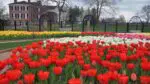 A tulip garden with red tulips in the foreground. The McCormick house is in the background.