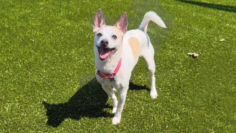 A small, mostly white dog with a few brown patches stands on green turf.