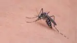 close up of mosquito on person's skin
