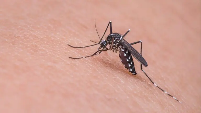 close up of mosquito on person's skin