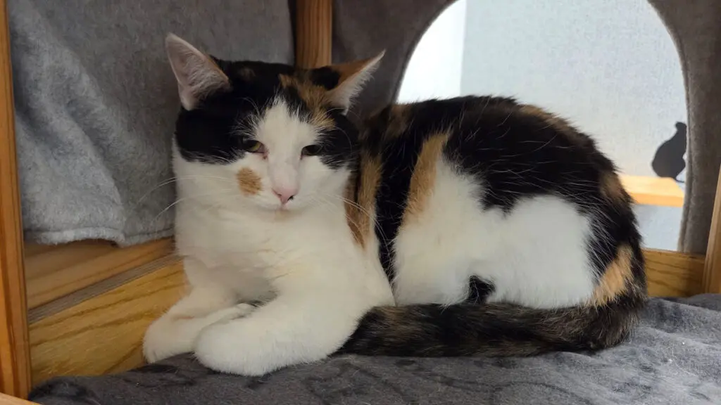 A white, black, and brown cat sits in a cubby.