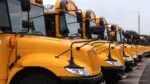 Front ends of school buses, lined up in a row