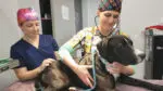 A dog sits on a clinic table with a veterinarian and vet tech in the A.D.O.P.T. clinic.