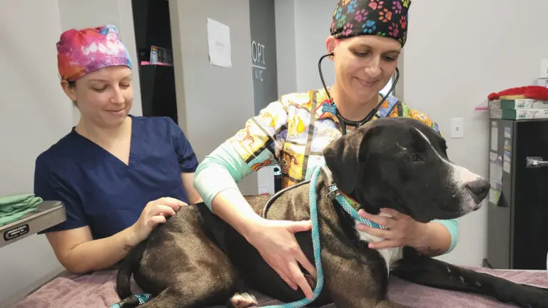 A dog sits on a clinic table with a veterinarian and vet tech in the A.D.O.P.T. clinic.