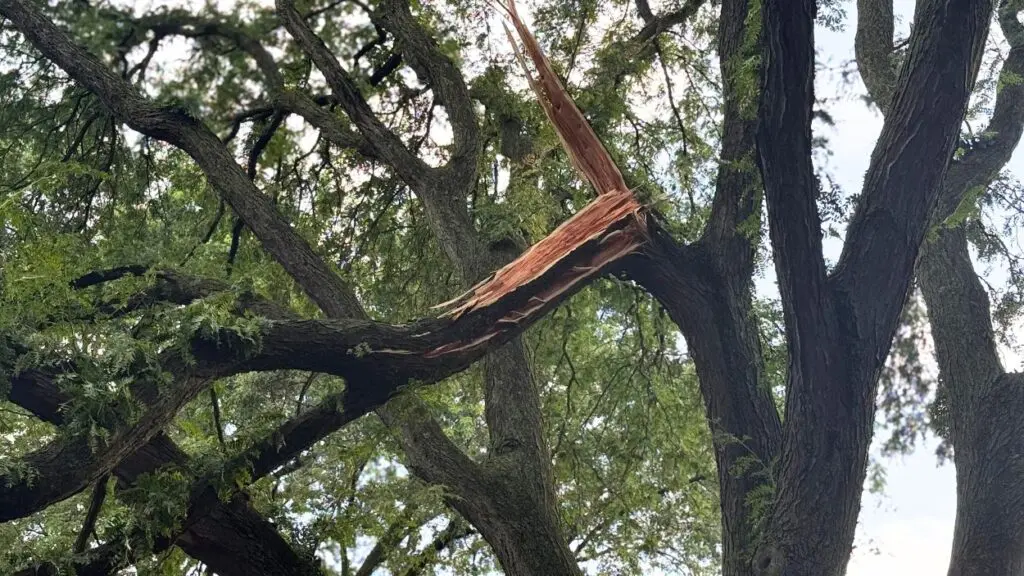 Broken tree limb. Summer storm interrupts power and causes blocked roadways in Naperville 