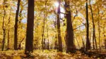 A view of a forest path with fall colors and leaves on the ground.