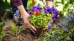 Close up of a woman's hands as she puts a plant with purple flowers into the ground