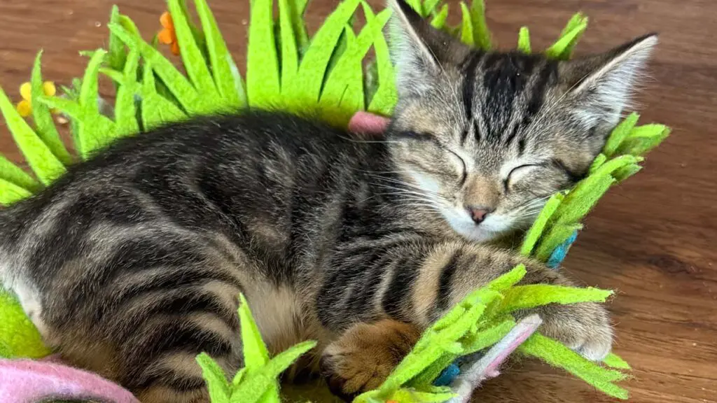 A brown tabby kitten sleeps in a bed designed to look like a patch of grass.