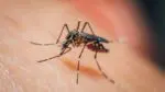 Close up of mosquito on skin