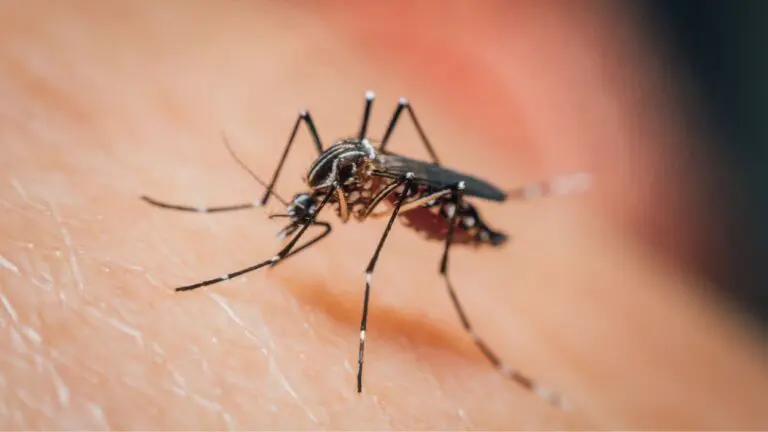 Close up of mosquito on skin