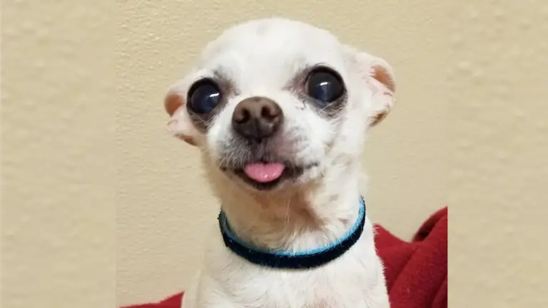 A small, pale-haired chihuahua with its tongue sticking out.