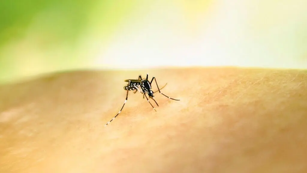 close up of mosquito on person's skin