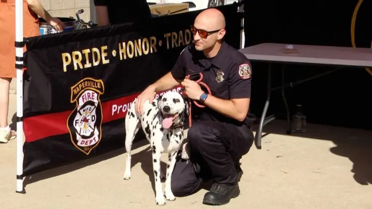 Naperville fire department dog Arlo is being pet by his handler at the police and fire public safety open house.