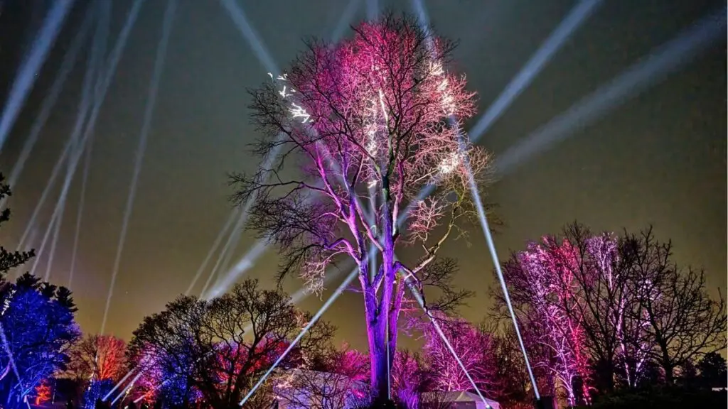 Champion Tree lit up at Illumination at The Morton Arboretum photo courtesy The Morton Arboretum