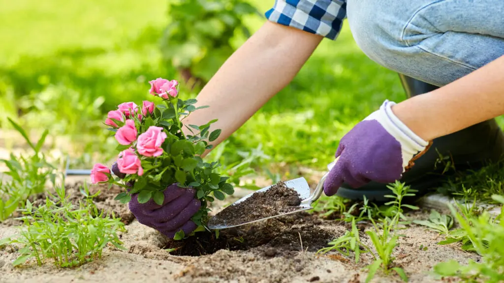 A close up of a woman's hands in purple gardening gloves as she plants pink roses.