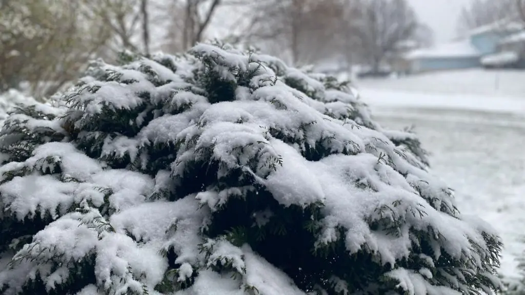 Close up of bush blanketed in snow