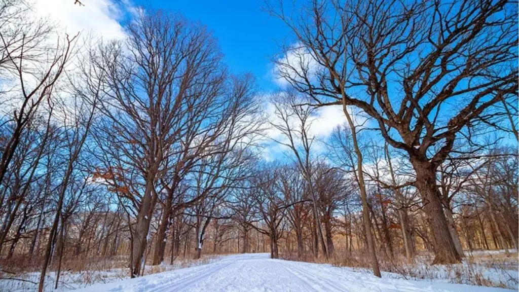 A Forest Preserve District of DuPage County trail in the winter with snow on the ground.