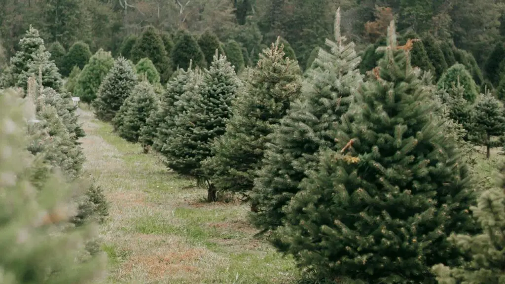 Uncut evergreen trees at a farm sit in a row.