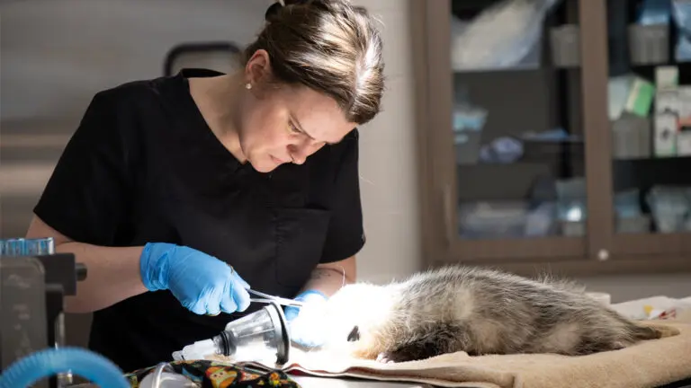 veterinarian seen examining a possum under a bright light at the new DuPage Wildlife Conservation Center