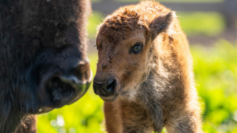 A new baby bison calf at Fermilab.