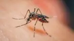 Close up of mosquito on skin