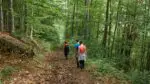Wide shot of people hiking through forest on trail