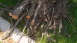 Pile of branches on a curb