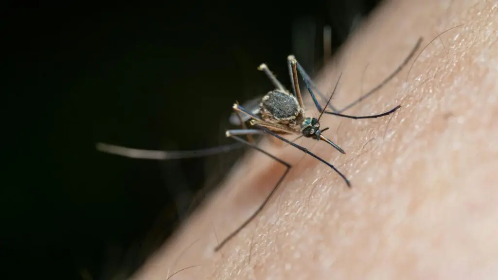 Close up of mosquito on skin