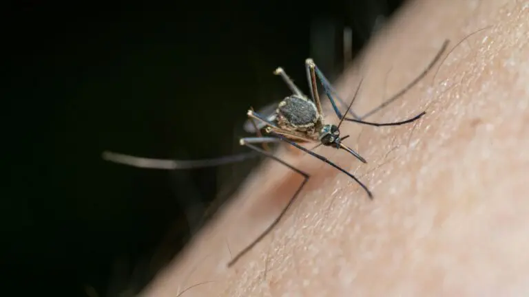 Close up of mosquito on skin