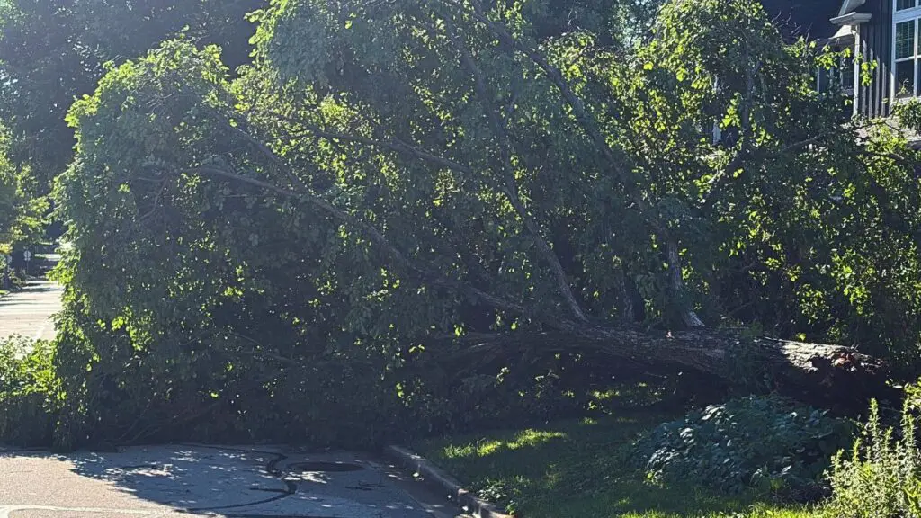 Fallen tree