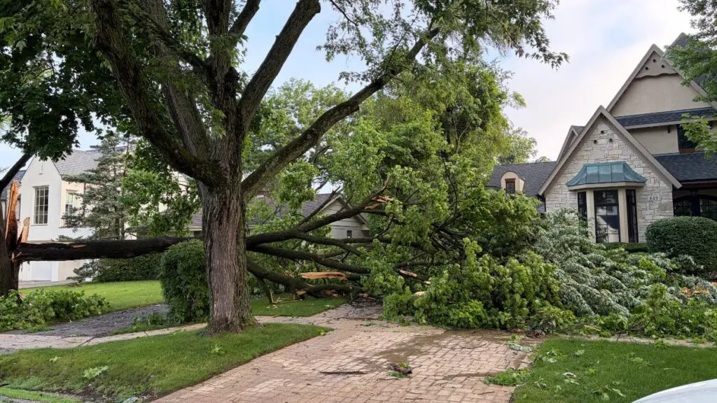 Fallen tree in front of house after severe weather comes through area