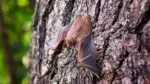 Close up of bat on tree