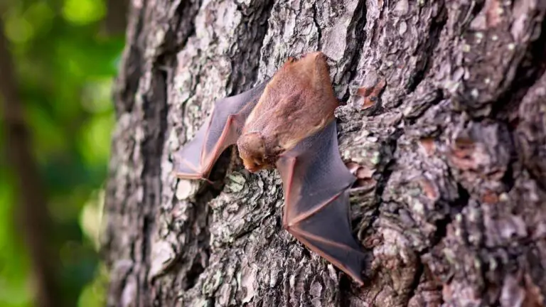 DuPage health officials urge caution during peak bat season