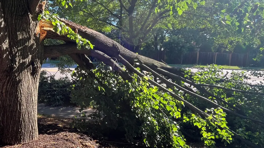 tree toppled over from June storms