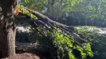 tree toppled over from June storms