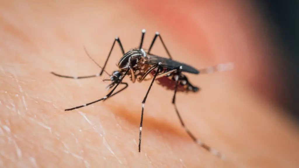 Close up of mosquito