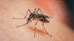 Close up of mosquito