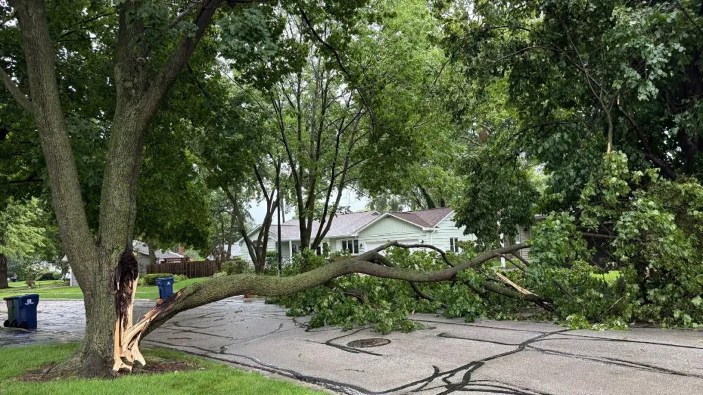 Tree split after storms in Naperville