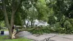 Tree split after storms in Naperville