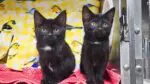Close up of two kittens at DuPage County Animal Services