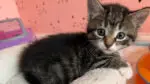 A gray, tabby kitten lays on a white pillow with a pink wall behind it.