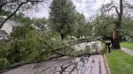 downed tree from Naperville storms