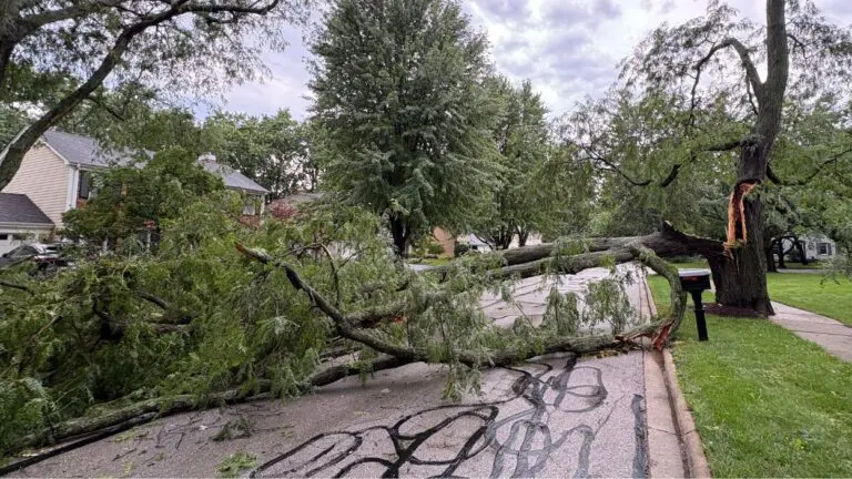downed tree from Naperville storms