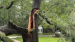 tree damage from Naperville storms