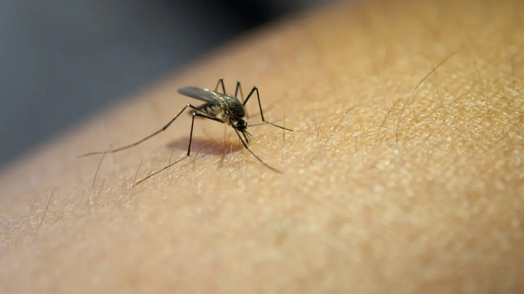 A mosquito on an arm.