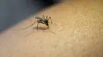 A mosquito on an arm.