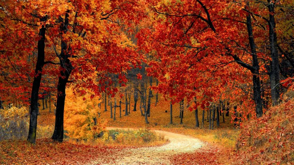 Trees display red and orange leaves during the fall season